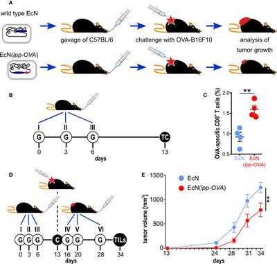 Outer Membrane Vesicles From The Gut Microbiome Contribute to Tumor Immunity by Eliciting Cross-Reactive T Cells